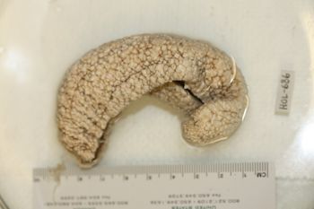 Media type: image;   Invertebrate Zoology HOL-686 Description: Preserved specimen.;